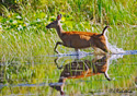 Odocoileus hemionus